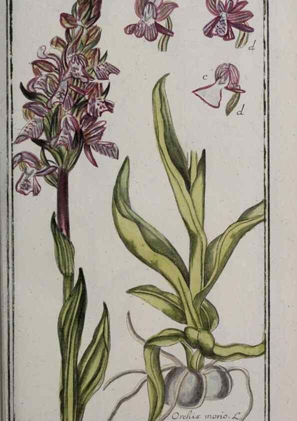 Reproducción/Reproduction 46455901474: Icones plantarum medicinalium.. Nürnberg :auf Kosten der Raspischen Buchhandlung,1779-1790. 