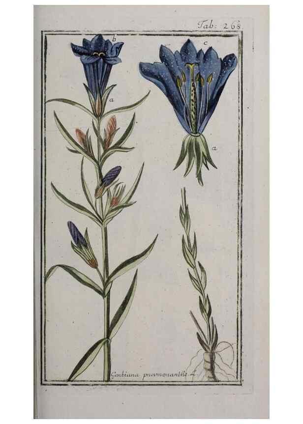 Reproducción/Reproduction 40214572133: Icones plantarum medicinalium.. Nürnberg :auf Kosten der Raspischen Buchhandlung,1779-1790. 