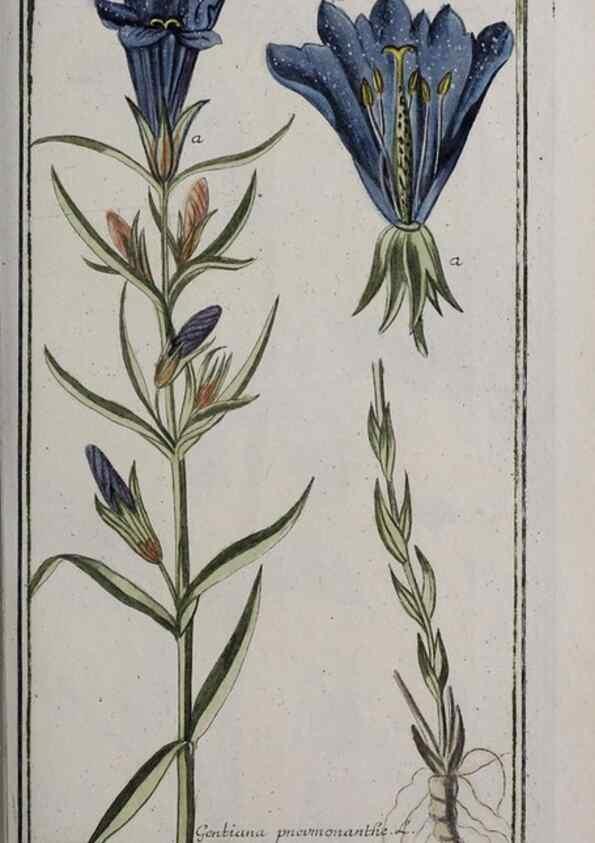 Reproducción/Reproduction 40214572133: Icones plantarum medicinalium.. Nürnberg :auf Kosten der Raspischen Buchhandlung,1779-1790. 