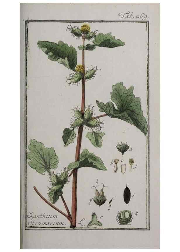 Reproducción/Reproduction 33304154078: Icones plantarum medicinalium.. Nürnberg :auf Kosten der Raspischen Buchhandlung,1779-1790. 