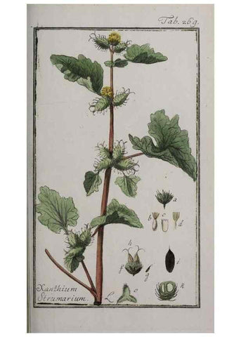 Reproducción/Reproduction 33304154078: Icones plantarum medicinalium.. Nürnberg :auf Kosten der Raspischen Buchhandlung,1779-1790. 