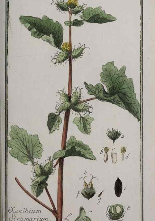 Reproducción/Reproduction 33304154078: Icones plantarum medicinalium.. Nürnberg :auf Kosten der Raspischen Buchhandlung,1779-1790. 