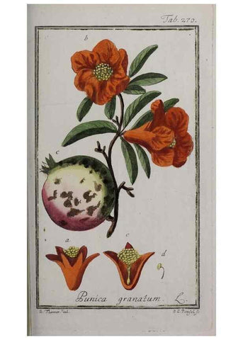 Reproducción/Reproduction 46265241635: Icones plantarum medicinalium.. Nürnberg :auf Kosten der Raspischen Buchhandlung,1779-1790. 