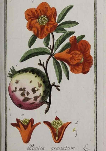 Reproducción/Reproduction 46265241635: Icones plantarum medicinalium.. Nürnberg :auf Kosten der Raspischen Buchhandlung,1779-1790. 