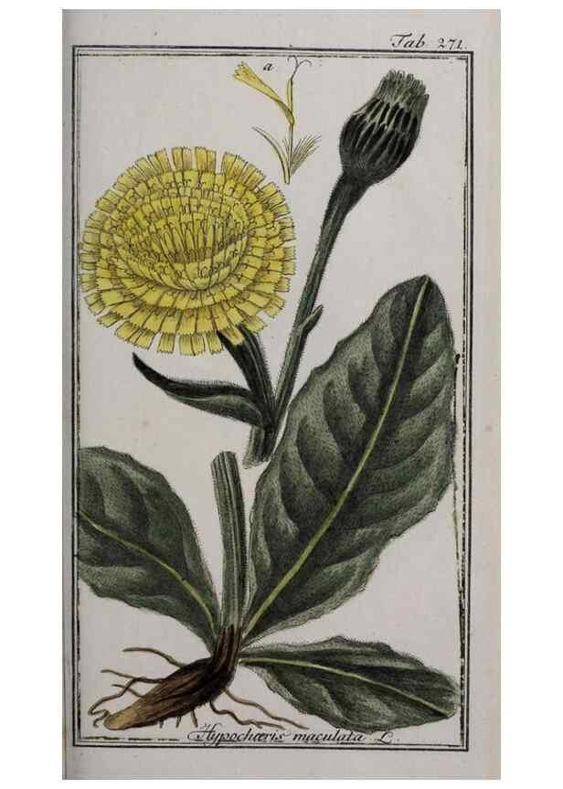Reproducción/Reproduction 46265242915: Icones plantarum medicinalium.. Nürnberg :auf Kosten der Raspischen Buchhandlung,1779-1790. 