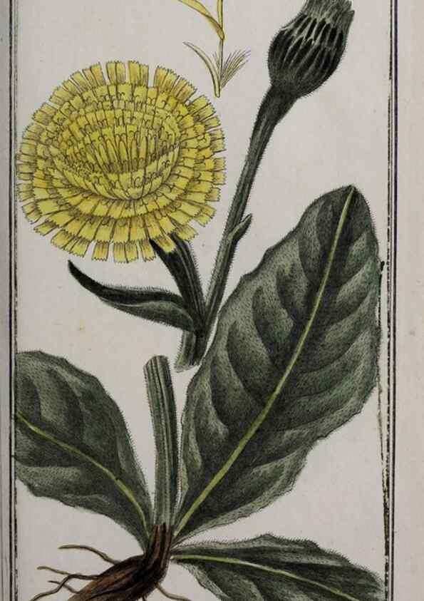 Reproducción/Reproduction 46265242915: Icones plantarum medicinalium.. Nürnberg :auf Kosten der Raspischen Buchhandlung,1779-1790. 