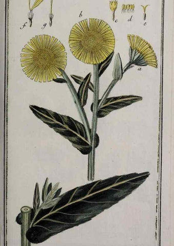 Reproducción/Reproduction 40214575023: Icones plantarum medicinalium.. Nürnberg :auf Kosten der Raspischen Buchhandlung,1779-1790. 