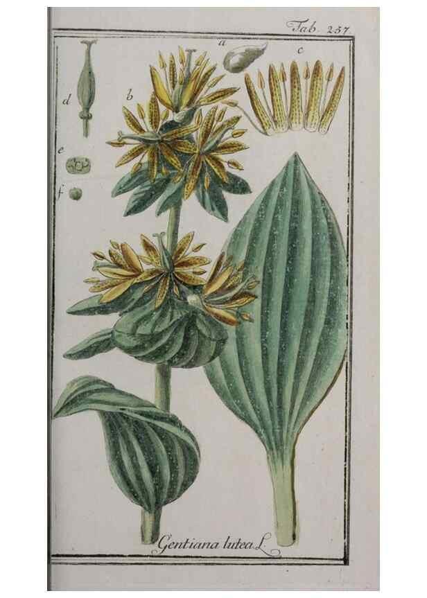 Reproducción/Reproduction 32237638177: Icones plantarum medicinalium.. Nürnberg :auf Kosten der Raspischen Buchhandlung,1779-1790. 