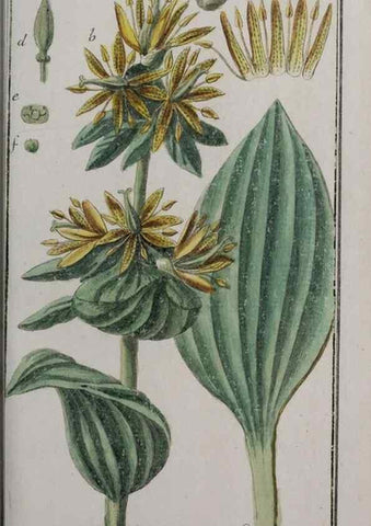 Reproducción/Reproduction 32237638177: Icones plantarum medicinalium.. Nürnberg :auf Kosten der Raspischen Buchhandlung,1779-1790. 