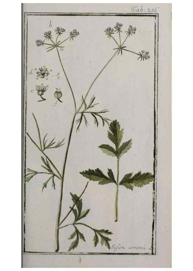 Reproducción/Reproduction 40214564473: Icones plantarum medicinalium.. Nürnberg :auf Kosten der Raspischen Buchhandlung,1779-1790. 