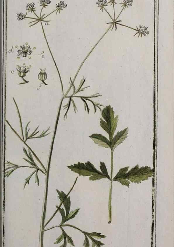 Reproducción/Reproduction 40214564473: Icones plantarum medicinalium.. Nürnberg :auf Kosten der Raspischen Buchhandlung,1779-1790. 