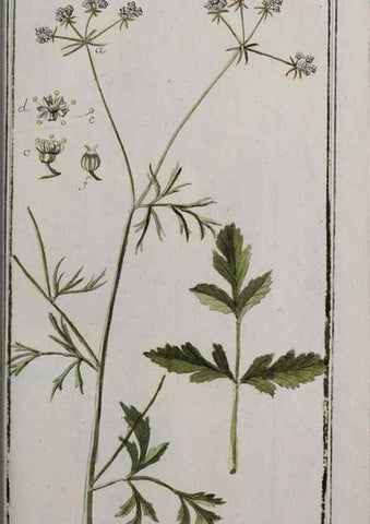 Reproducción/Reproduction 40214564473: Icones plantarum medicinalium.. Nürnberg :auf Kosten der Raspischen Buchhandlung,1779-1790. 