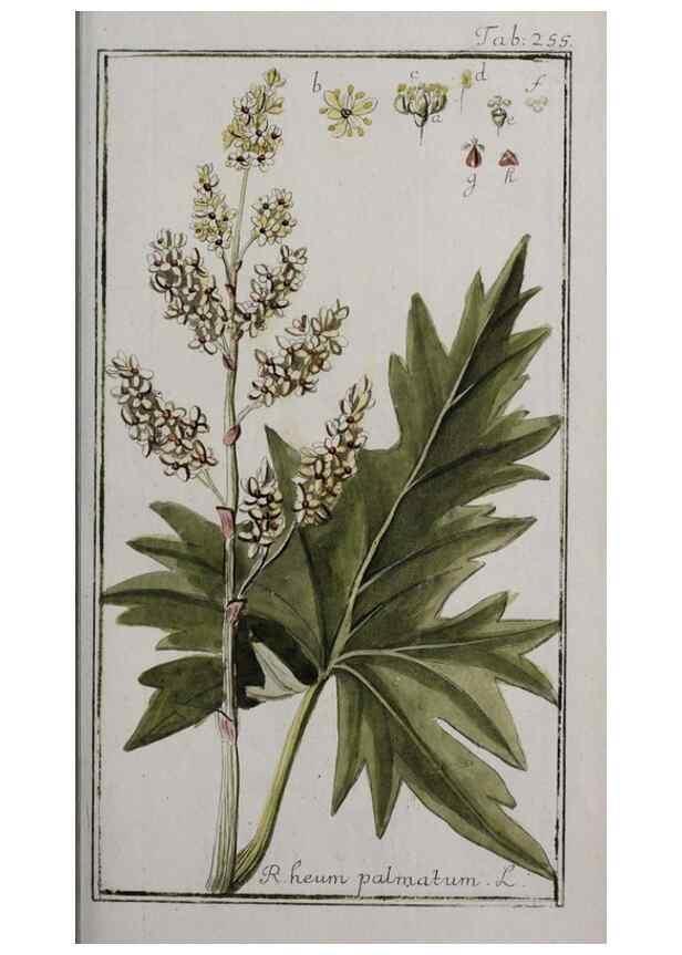Reproducción/Reproduction 47127602032: Icones plantarum medicinalium.. Nürnberg :auf Kosten der Raspischen Buchhandlung,1779-1790. 
