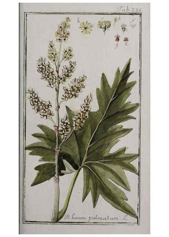 Reproducción/Reproduction 47127602032: Icones plantarum medicinalium.. Nürnberg :auf Kosten der Raspischen Buchhandlung,1779-1790. 