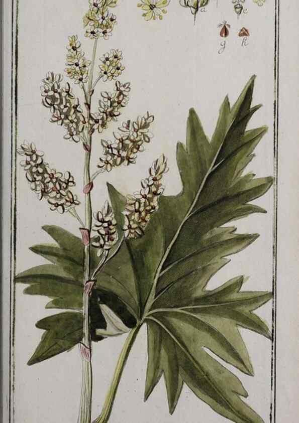 Reproducción/Reproduction 47127602032: Icones plantarum medicinalium.. Nürnberg :auf Kosten der Raspischen Buchhandlung,1779-1790. 