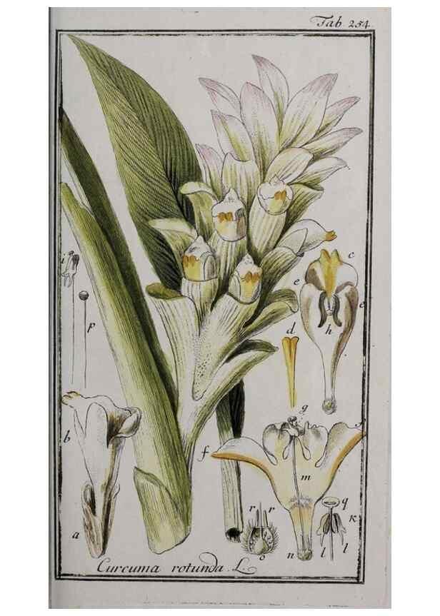 Reproducción/Reproduction 47179407061: Icones plantarum medicinalium.. Nürnberg :auf Kosten der Raspischen Buchhandlung,1779-1790. 