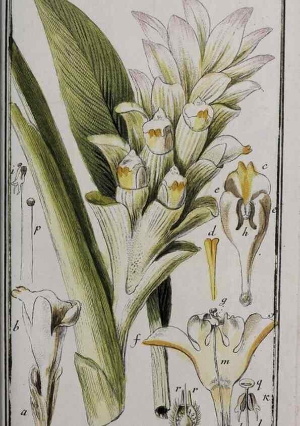 Reproducción/Reproduction 47179407061: Icones plantarum medicinalium.. Nürnberg :auf Kosten der Raspischen Buchhandlung,1779-1790. 