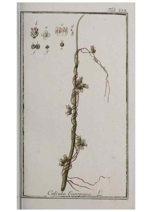 Reproducción/Reproduction 33304141388: Icones plantarum medicinalium.. Nürnberg :auf Kosten der Raspischen Buchhandlung,1779-1790. 