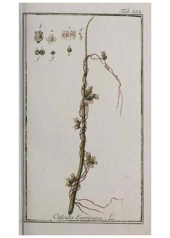 Reproducción/Reproduction 33304141388: Icones plantarum medicinalium.. Nürnberg :auf Kosten der Raspischen Buchhandlung,1779-1790. 