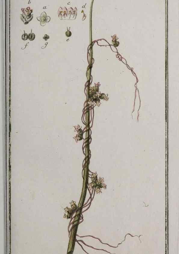 Reproducción/Reproduction 33304141388: Icones plantarum medicinalium.. Nürnberg :auf Kosten der Raspischen Buchhandlung,1779-1790. 