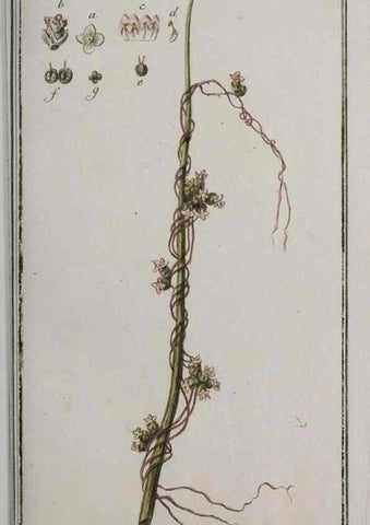 Reproducción/Reproduction 33304141388: Icones plantarum medicinalium.. Nürnberg :auf Kosten der Raspischen Buchhandlung,1779-1790. 
