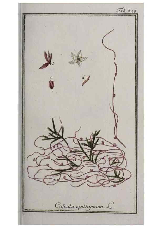 Reproducción/Reproduction 47179393671: Icones plantarum medicinalium.. Nürnberg :auf Kosten der Raspischen Buchhandlung,1779-1790. 
