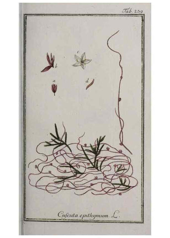 Reproducción/Reproduction 47179393671: Icones plantarum medicinalium.. Nürnberg :auf Kosten der Raspischen Buchhandlung,1779-1790. 