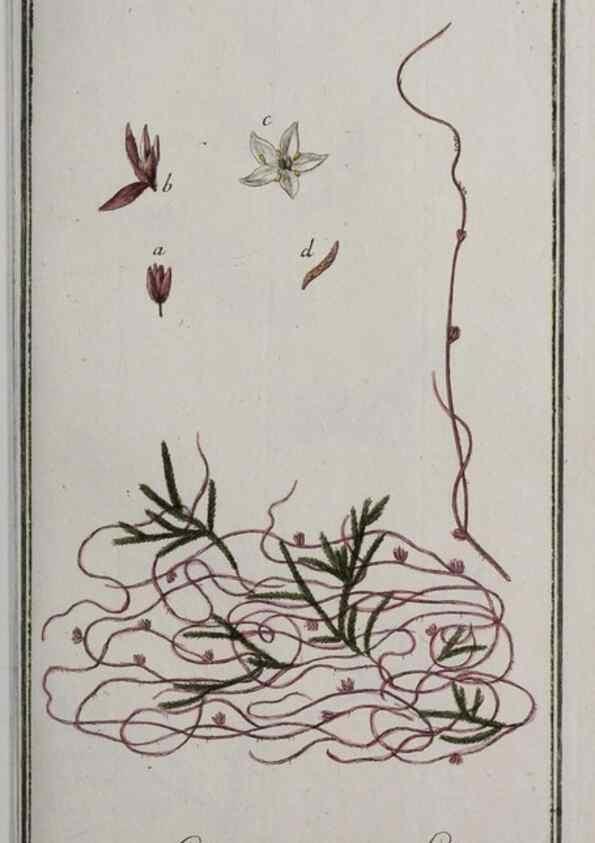 Reproducción/Reproduction 47179393671: Icones plantarum medicinalium.. Nürnberg :auf Kosten der Raspischen Buchhandlung,1779-1790. 