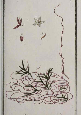 Reproducción/Reproduction 47179393671: Icones plantarum medicinalium.. Nürnberg :auf Kosten der Raspischen Buchhandlung,1779-1790. 