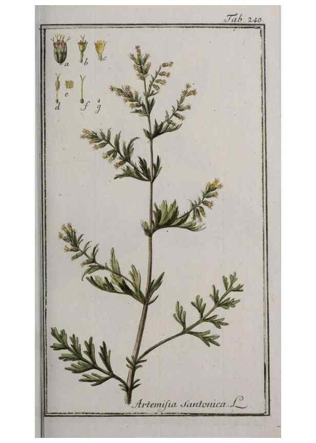 Reproducción/Reproduction 46265222765: Icones plantarum medicinalium.. Nürnberg :auf Kosten der Raspischen Buchhandlung,1779-1790. 