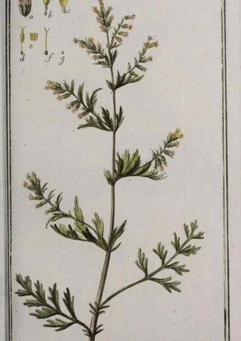 Reproducción/Reproduction 46265222765: Icones plantarum medicinalium.. Nürnberg :auf Kosten der Raspischen Buchhandlung,1779-1790. 