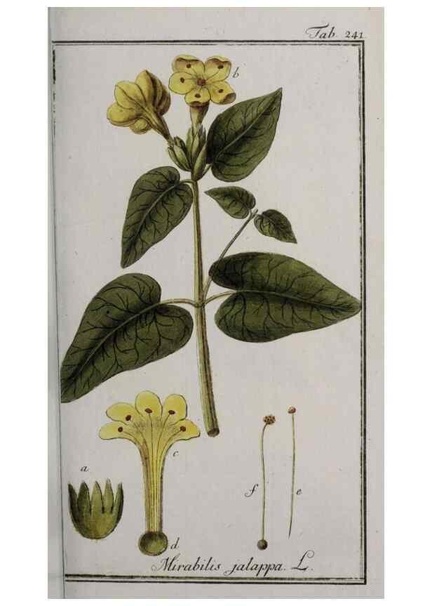 Reproducción/Reproduction 33304143018: Icones plantarum medicinalium.. Nürnberg :auf Kosten der Raspischen Buchhandlung,1779-1790. 