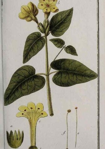 Reproducción/Reproduction 33304143018: Icones plantarum medicinalium.. Nürnberg :auf Kosten der Raspischen Buchhandlung,1779-1790. 