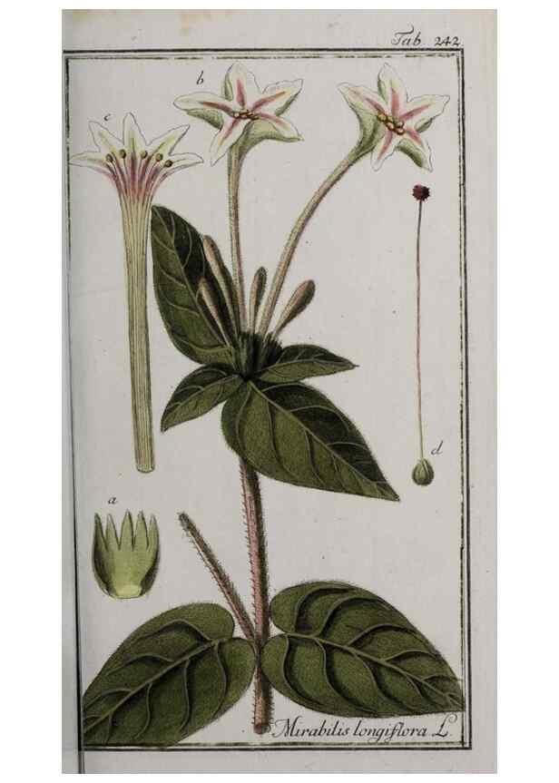 Reproducción/Reproduction 46455875174: Icones plantarum medicinalium.. Nürnberg :auf Kosten der Raspischen Buchhandlung,1779-1790. 