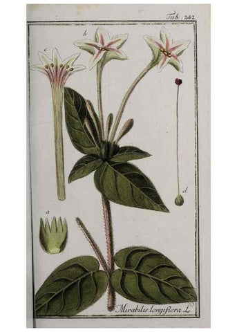 Reproducción/Reproduction 46455875174: Icones plantarum medicinalium.. Nürnberg :auf Kosten der Raspischen Buchhandlung,1779-1790. 