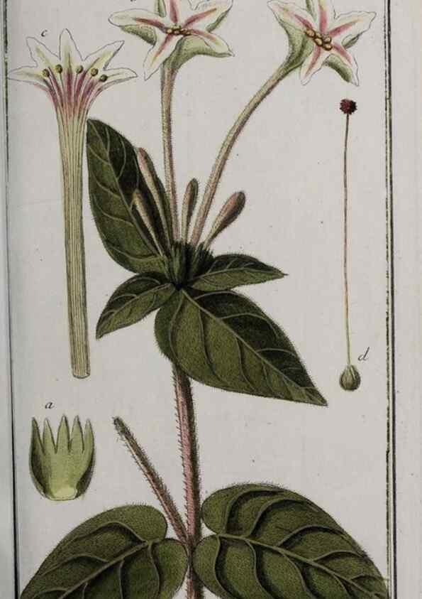 Reproducción/Reproduction 46455875174: Icones plantarum medicinalium.. Nürnberg :auf Kosten der Raspischen Buchhandlung,1779-1790. 