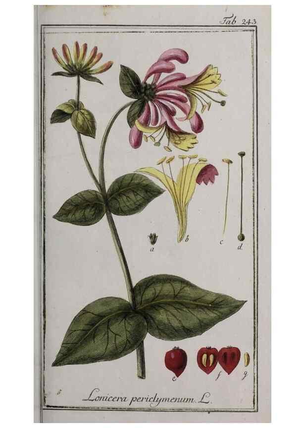 Reproducción/Reproduction 33304144178: Icones plantarum medicinalium.. Nürnberg :auf Kosten der Raspischen Buchhandlung,1779-1790. 