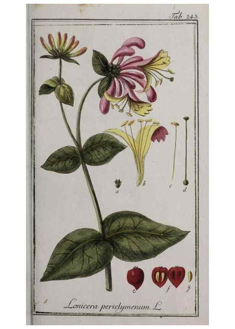 Reproducción/Reproduction 33304144178: Icones plantarum medicinalium.. Nürnberg :auf Kosten der Raspischen Buchhandlung,1779-1790. 