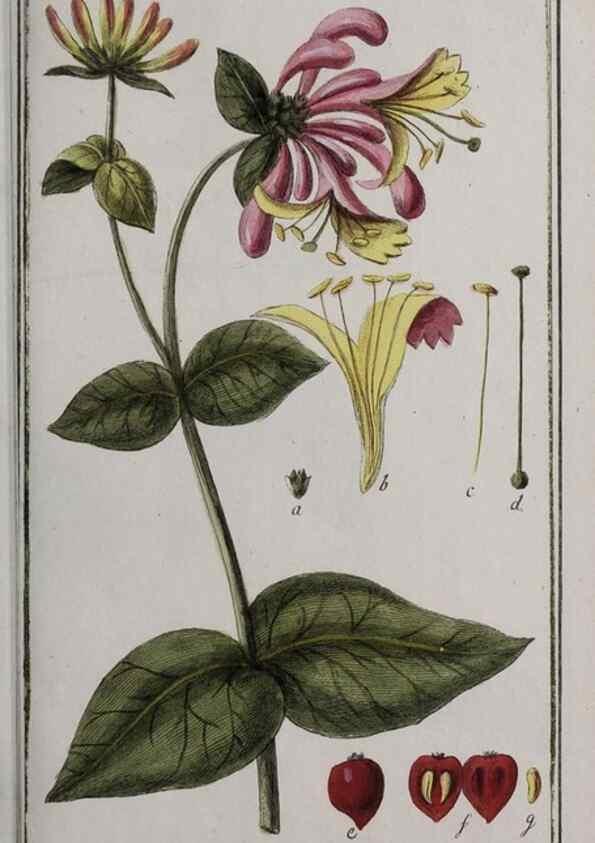 Reproducción/Reproduction 33304144178: Icones plantarum medicinalium.. Nürnberg :auf Kosten der Raspischen Buchhandlung,1779-1790. 