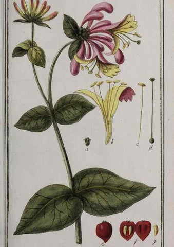 Reproducción/Reproduction 33304144178: Icones plantarum medicinalium.. Nürnberg :auf Kosten der Raspischen Buchhandlung,1779-1790. 