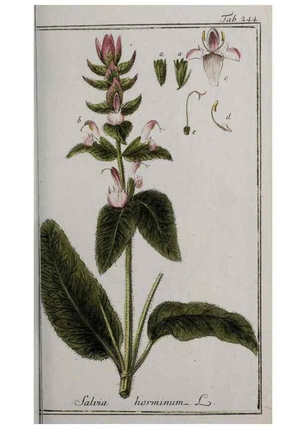 Reproducción/Reproduction 32237636317: Icones plantarum medicinalium.. Nürnberg :auf Kosten der Raspischen Buchhandlung,1779-1790. 