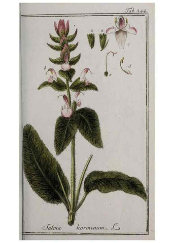 Reproducción/Reproduction 32237636317: Icones plantarum medicinalium.. Nürnberg :auf Kosten der Raspischen Buchhandlung,1779-1790. 
