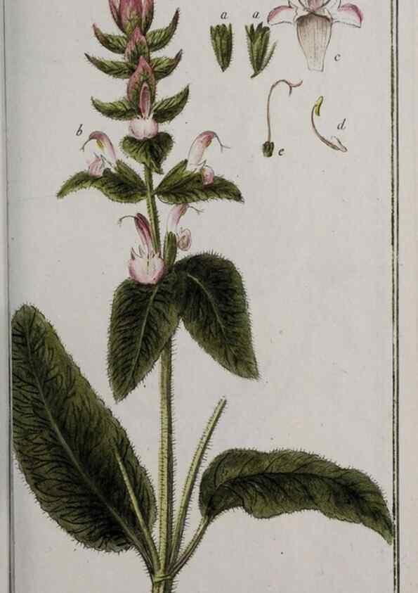 Reproducción/Reproduction 32237636317: Icones plantarum medicinalium.. Nürnberg :auf Kosten der Raspischen Buchhandlung,1779-1790. 