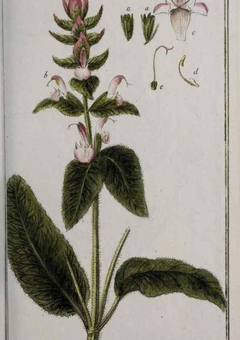 Reproducción/Reproduction 32237636317: Icones plantarum medicinalium.. Nürnberg :auf Kosten der Raspischen Buchhandlung,1779-1790. 