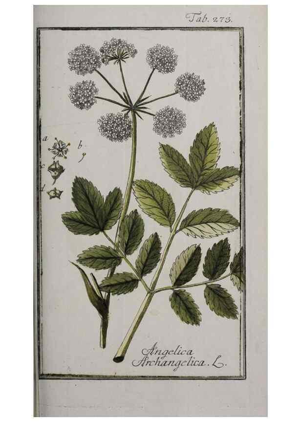 Reproducción/Reproduction 46265245345: Icones plantarum medicinalium.. Nürnberg :auf Kosten der Raspischen Buchhandlung,1779-1790. 