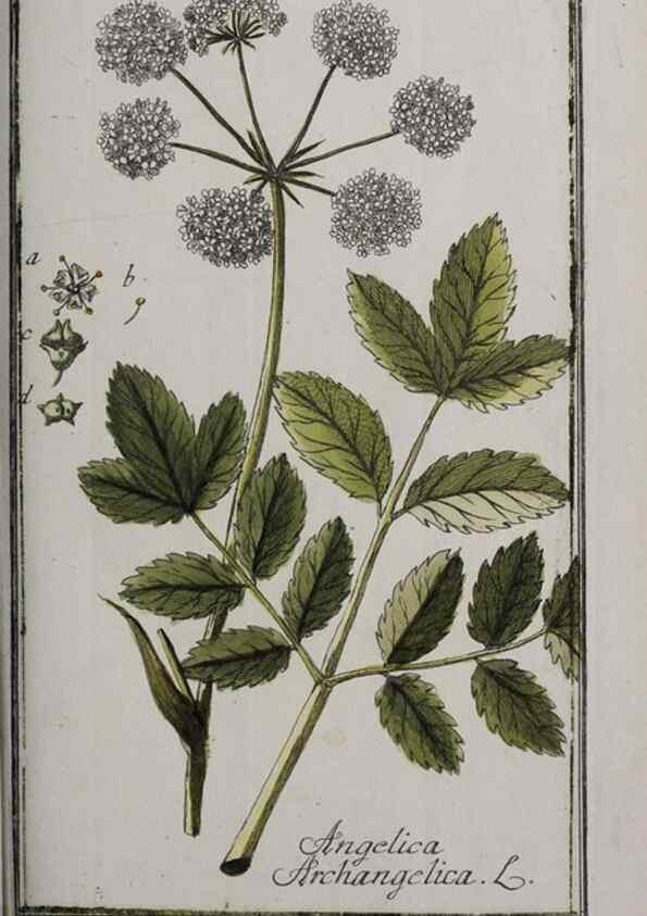 Reproducción/Reproduction 46265245345: Icones plantarum medicinalium.. Nürnberg :auf Kosten der Raspischen Buchhandlung,1779-1790. 