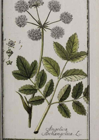 Reproducción/Reproduction 46265245345: Icones plantarum medicinalium.. Nürnberg :auf Kosten der Raspischen Buchhandlung,1779-1790. 