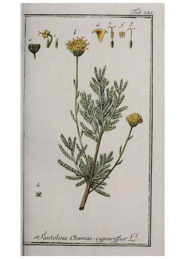 Reproducción/Reproduction 33304145388: Icones plantarum medicinalium.. Nürnberg :auf Kosten der Raspischen Buchhandlung,1779-1790. 