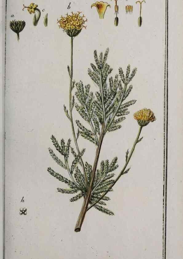Reproducción/Reproduction 33304145388: Icones plantarum medicinalium.. Nürnberg :auf Kosten der Raspischen Buchhandlung,1779-1790. 