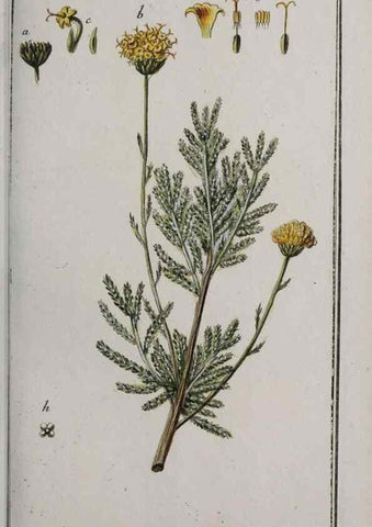 Reproducción/Reproduction 33304145388: Icones plantarum medicinalium.. Nürnberg :auf Kosten der Raspischen Buchhandlung,1779-1790. 